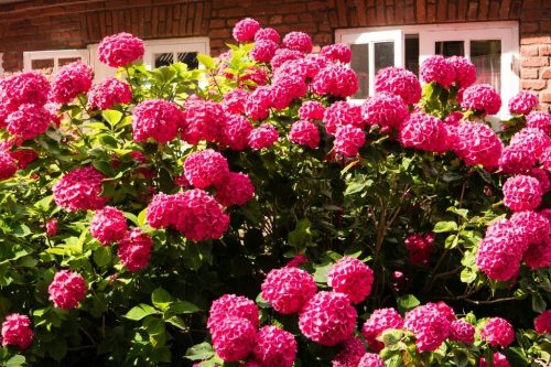  Hortenzia palánták 2-3 literes edényben, 25-30 cm