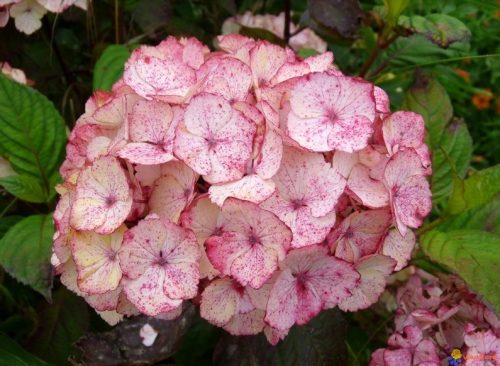  Rózsaszín hortenzia, palánta 2-3l-es edényben, 35-45 cm