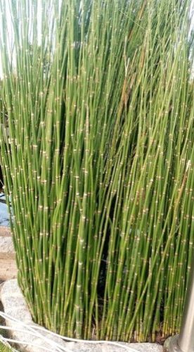 Téli zsurló Robustum lengyel bambusz kerti dekoráció virágcserepekhez