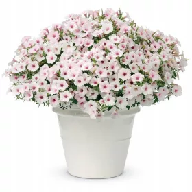  SUPERTUNIA VISTA SILVER 6 DB ÁPRILIS/MÁJUS