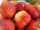  Strawberry Strawberry SEDINGS CSOMAG eper SZUPER gyümölcs 5 hónapig