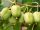  MINI KIWI Actinidia ISSAI Önbeporzó hermafrodita