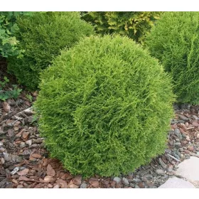    THUJA DANICA THUJA gömb alakú sűrű BALL golyós virágcserép