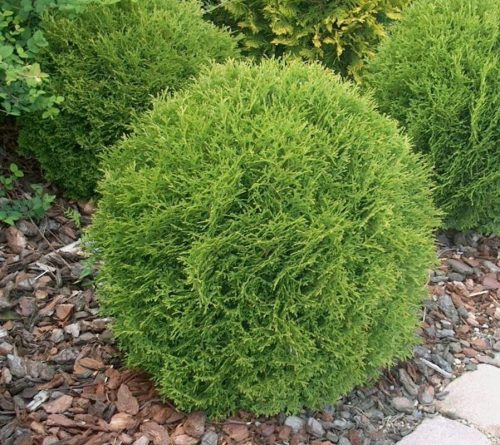  THUJA DANICA THUJA gömb alakú sűrű BALL golyós virágcserép
