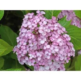    Lila, tarka, rózsaszín hortenzia, palánta 2-3l-es edényben, 25-35 cm