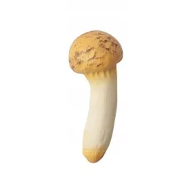  Hűvös laskagomba gomba, feszes a stressz ellen