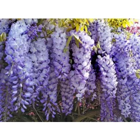  Wisteria palánta 0,5-1 literes edényben