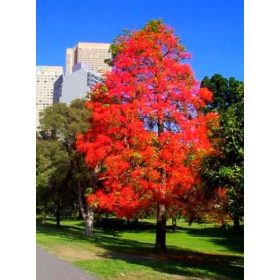 Amerikai ámbra Liquidambar ColorfulIn Autumn