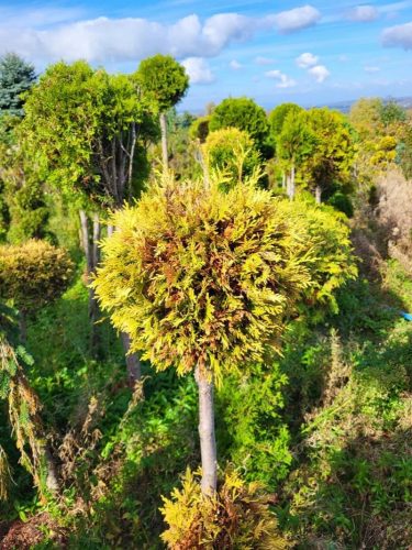  Thuja SUNKIST GOLD BALL Thuja ON THE TRUN arborvitae