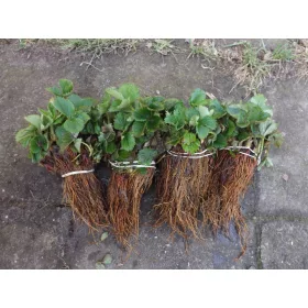    Erdei szamóca és eper Patrycja, csupaszgyökerű palánta, 8-12 cm