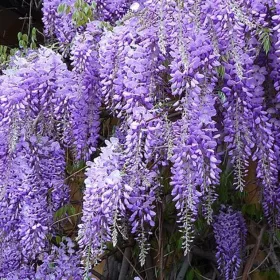  Wisteria palánta 0,5-1l 20 cm-es edényben