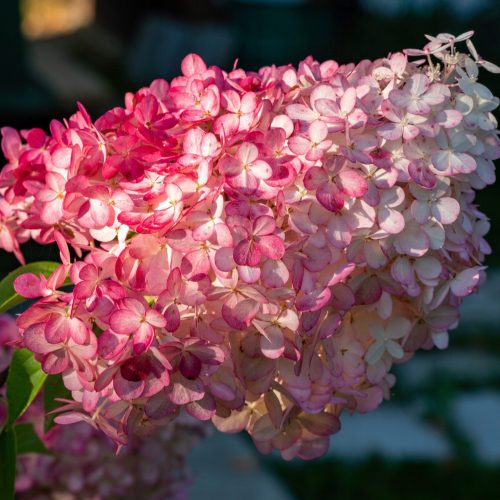  Fehér, tarka, rózsaszín hortenzia, palánta 1-2l-es edényben, 30-60 cm