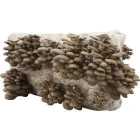  Micélium Planto laskagomba bála 15 kg