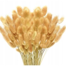   Virág dekoráció - Gyermekláncfű Ovatus szárított természetes szárított lagurus