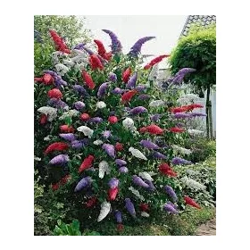  Tricolor buddleia TRIKOLOR - PREMIUM VETŐK