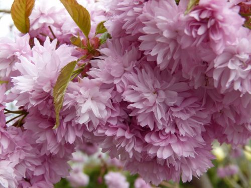  Japán cseresznye KIKU SHIDARE ZAKURA 140-160 cm