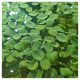  Salvinia Auriculata növény egy tó számára
