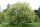  MANN ASH - FRAXINUS ORNUS MELEK P9