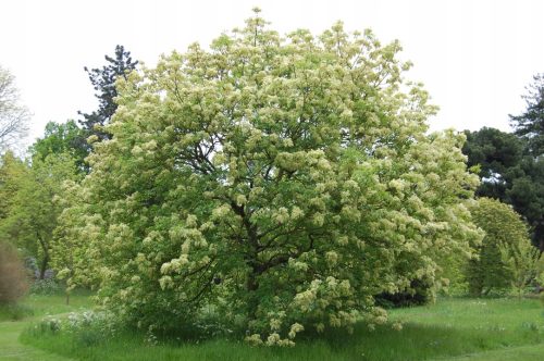  MANN ASH - FRAXINUS ORNUS MELEK P9