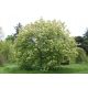  MANN ASH - FRAXINUS ORNUS MELEK P9