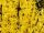  Forsythia 'Lynwood' - C2-ben, 80-100 cm