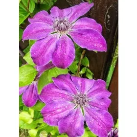  Clematis palánta 1-2l 20 cm-es edényben