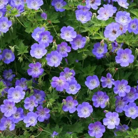    Geranium ROZANNE GERWAT szokatlan évelő SEEDling kék-ibolya