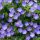  Geranium ROZANNE GERWAT szokatlan évelő SEEDling kék-ibolya