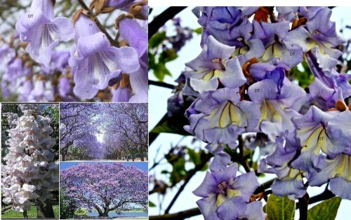  Paulownia palánta Oxigénfa OXY