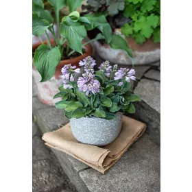  Hosta kék egérfülekkel rendelkezik