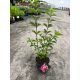  Hortenzia palánták 3-5 literes edényben, 30-60 cm