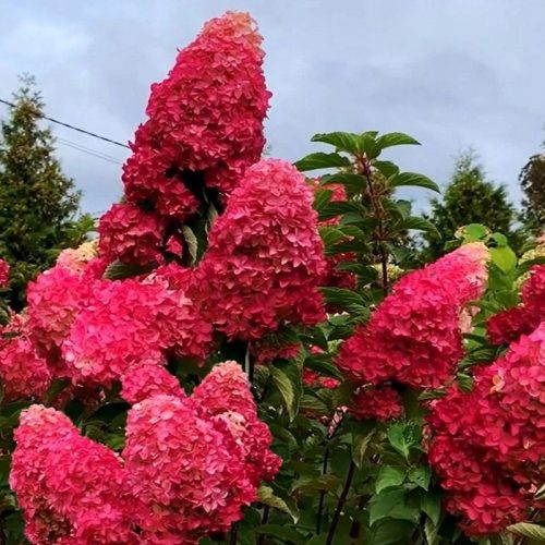  Hortenzia palánták 2-3 literes edényben, 15-70 cm