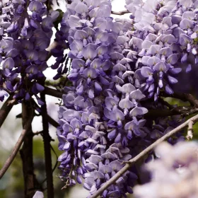  Wisteria palánta 1-2l 60 cm-es edényben