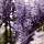  Wisteria palánta 1-2l 60 cm-es edényben