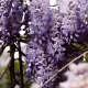  Wisteria palánta 1-2l 60 cm-es edényben
