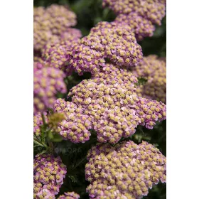  Yarrow SKYSAIL BRIGHT PINK Új! miniatűr