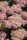  Yarrow SKYSAIL BRIGHT PINK Új! miniatűr