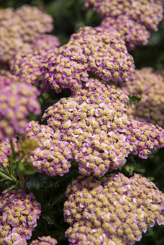  Yarrow SKYSAIL BRIGHT PINK Új! miniatűr