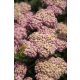 Yarrow SKYSAIL BRIGHT PINK Új! miniatűr