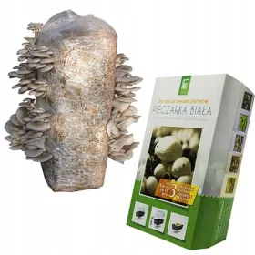  laskagomba gomba micélium bála 15kg laskagomba