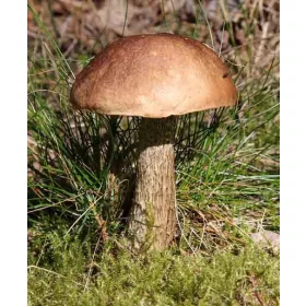  KOŹLARZ BABKA erdei gombák MYBIA mikorrhiza KOZAK