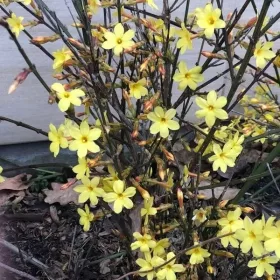  Nagofloral Jasmine vol. 2L