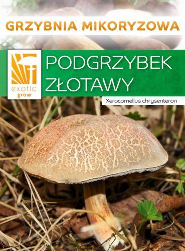  ARANYGOMBA erdei gombák MYCORD mikorrhiza
