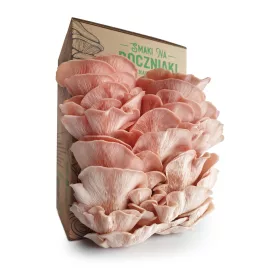  Készlet SNB Sakura laskagomba termesztéséhez