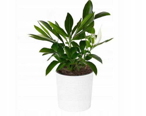  Lamela Malwa Chisel virágcserép, 25 cm átmérőjű, fehér műanyag