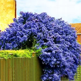    VICTORIA PRUSHER ~WINTER GREEN, BLUE PRUSHER - Magasság 40-50 cm