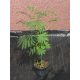  Albizia selymes Albizia Rosea 50-80cm NAGY