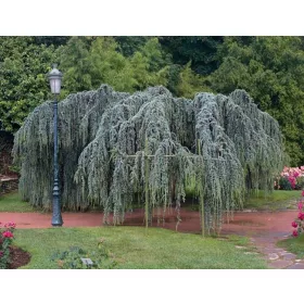  Libanoni cédrus Glauca Pendula 160-180cm 4L