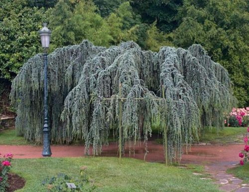  Libanoni cédrus Glauca Pendula 160-180cm 4L