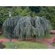  Libanoni cédrus Glauca Pendula 160-180cm 4L